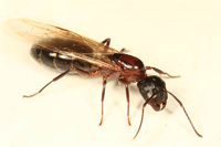 Carpenter ant