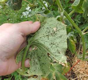 A leaf with holes caused from aphid damage