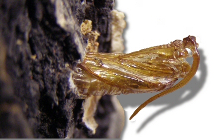 An Ash Borer pupal skin sticking out of a tree