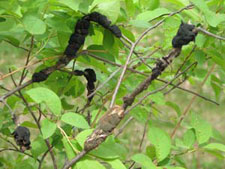 Black knot on a tree