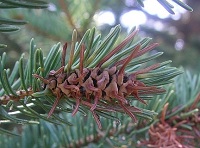 Old galls on a tree