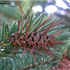 Cooley Spruce Gall Adelgid