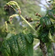 Damage of ash leaflets caused by cottony psyllid