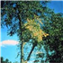 Dutch Elm Disease