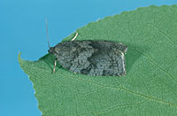 An adult Large Aspen Tortrix at rest on a leaf