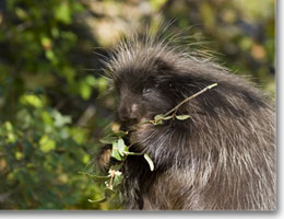 A porcupine eating a twig