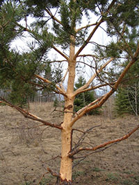 A tree damaged by a porcupine