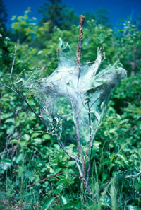 Nest formed with the webbing of the ugly nest caterpillar