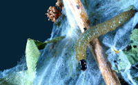 A group of Uglynest Caterpillar larvae