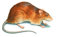 An illustration of a Norway Rat