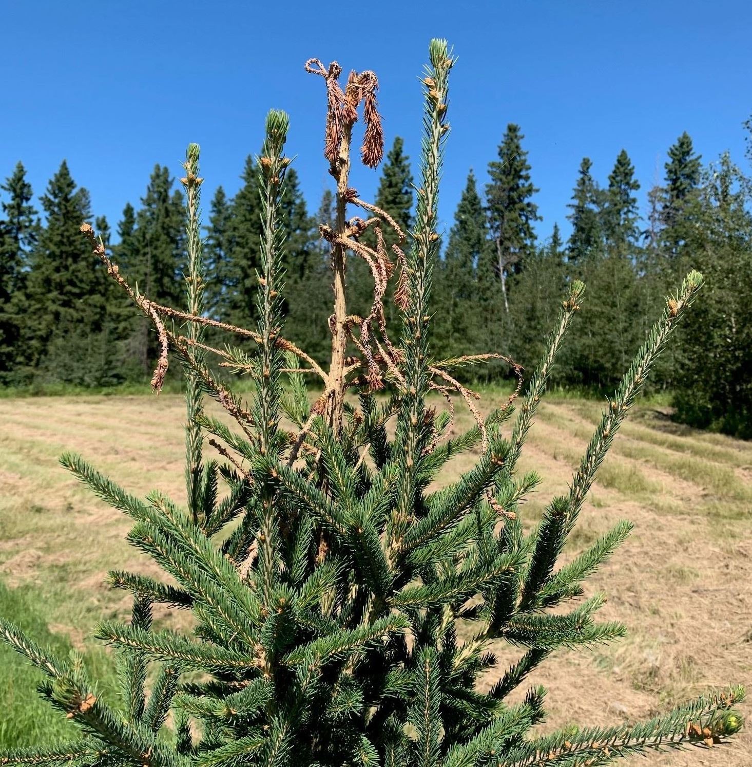 weevils in pine trees