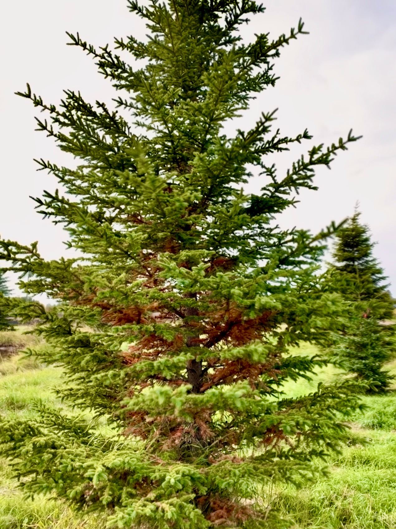 spruce pine drop tree