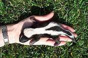 A baby skunk in a hand