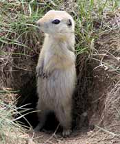 A Richardson Ground squirrel outside a tunnel