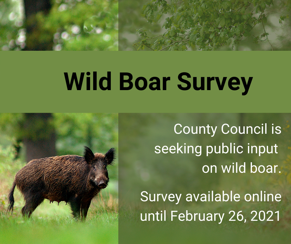 County of Wetaskiwin Wild Boar Survey