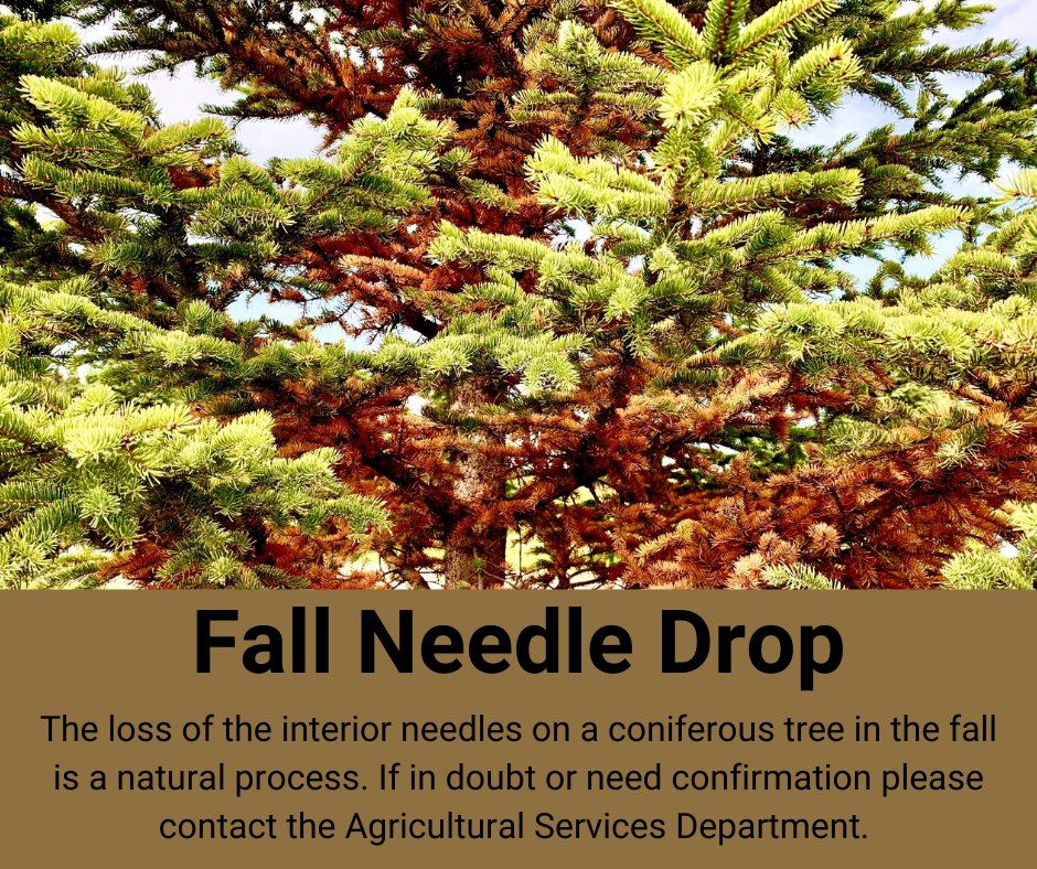 Fall Needle Drop