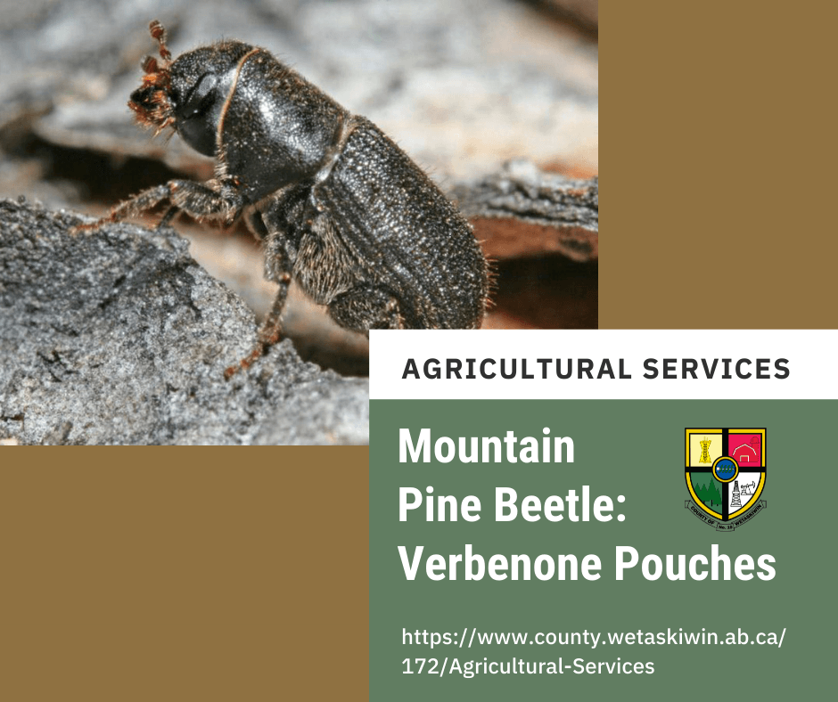 Mountain Pine Beetle - Verbenone pouches