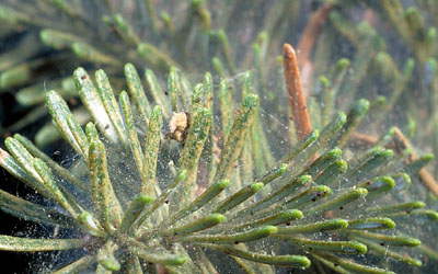 Spruce Spider Mite