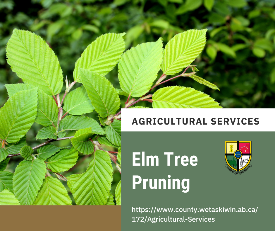 Elm Tree Pruning