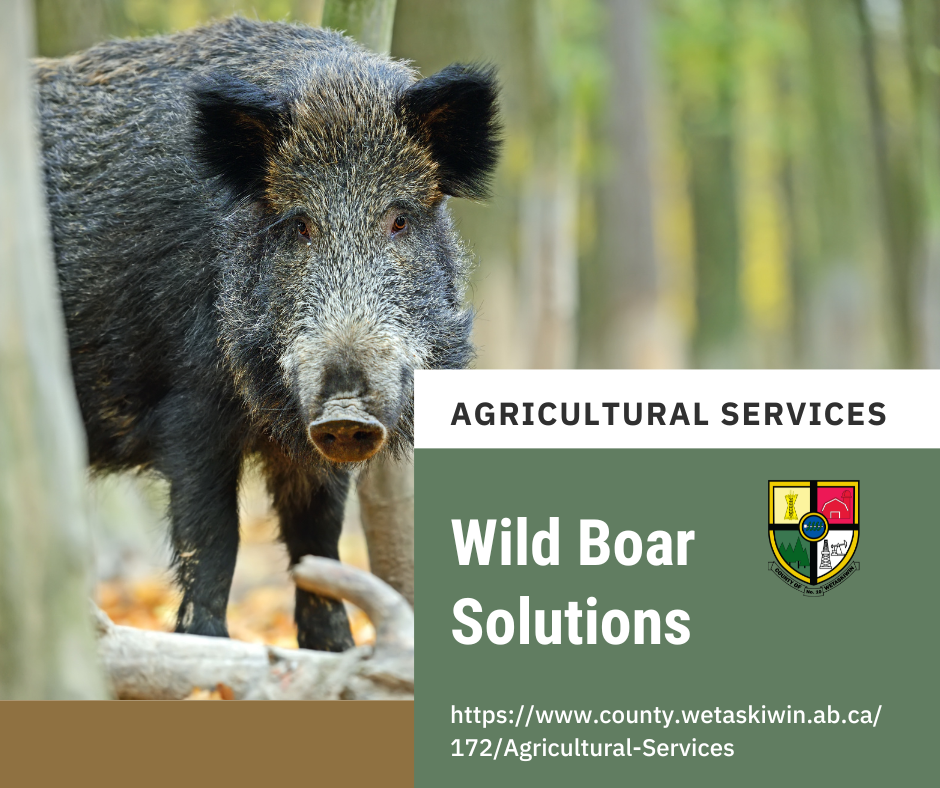 Wild Boar