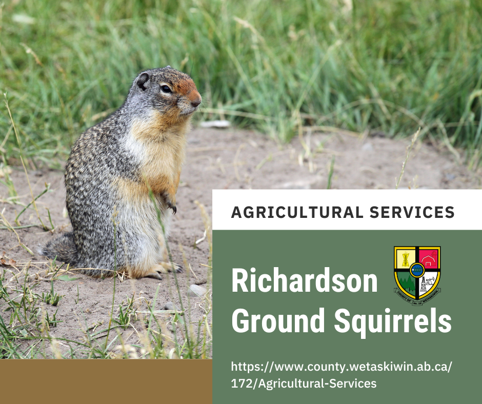 Richardson Ground Squirrels