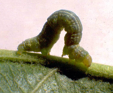 spanworm