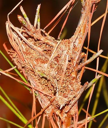 Pine Webworm Damage