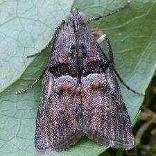 Pine Webworm Moth