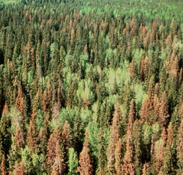 Spruce Beetle | Wetaskiwin County, AB - Official Website