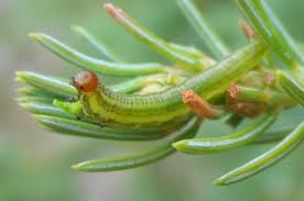 Yellow Headed Spruce Sawfly