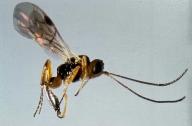 The lathrolestes luteolator; a small wasp that hunts birch leafminers