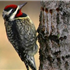 Yellow-bellied Sapsucker