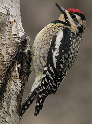 Yellow-bellied Sapsucker Adult Female