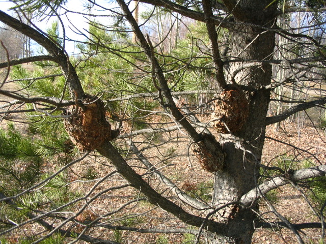 Western Gall Rust 2