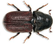 Mountain Pine Beetle