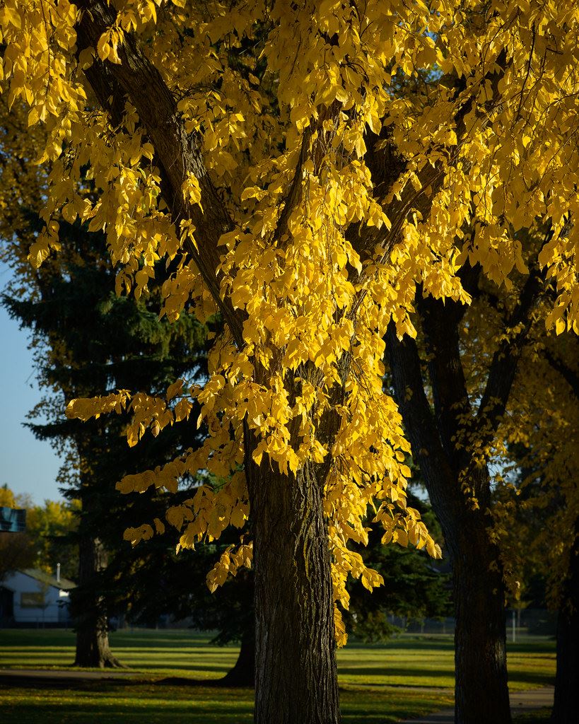 elm fall foliage