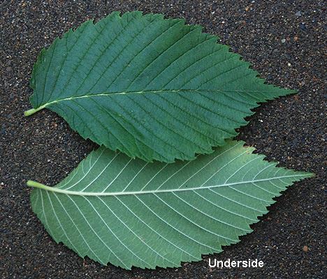 elm foliage